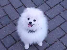 Pomeranian Zwergspitz Rüde