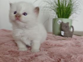 Ragdolls vom Winterfelde