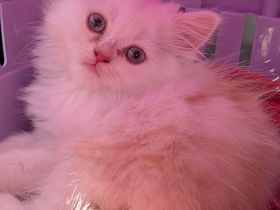 Persischer Langhaarkater