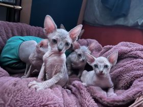 Sphynx Kitten suchen ein liebevolles zuhause