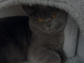 Persisch- Britischer Kater sucht liebevolles Zuhause!!