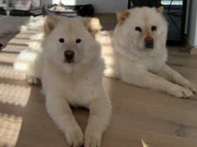 Chow-Spitz Rüde in gute Hände abzugeben