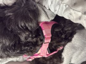 5 Monate alte Welpin