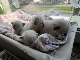 Balinese Kätzchen suchen ein neues Zuhause
