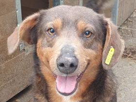 Ivo, der sehr menschenbezogenen und verschmusten Freund fürs Leben, 2 Jahre, 42 cm