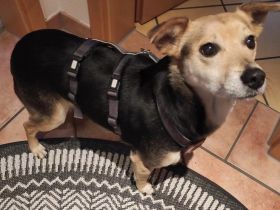 Wer gibt Pebbles eine zweite Chance?