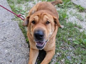 Aktives Zuhause für Energiebündel Spencer