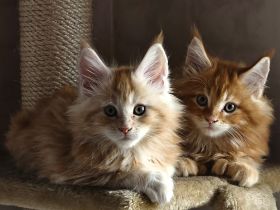 Maine Coon Kitten reinrassig mit Stammbaum seltene Linie