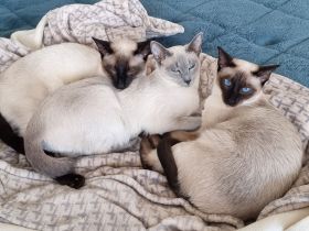 Reinrassige Thai-Katzen mit Stammbaum