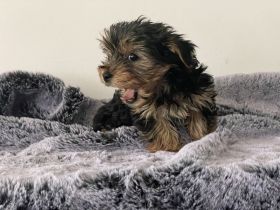 wunderschöne Mini Yorkshire Terrier Welpen
