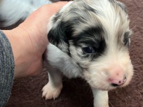 Kleiner Münsterländer x Australian Shepherd Mix