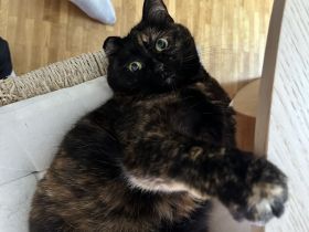 Zwei verkuschelte ältere Hauskatzen