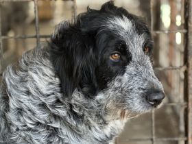 Scheue Gundi sucht liebevolles Zuhause