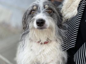 Wirbelwind Rani erobert die Herzen im Sturm