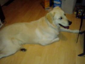 Golden Retriever schäferhund Mischling