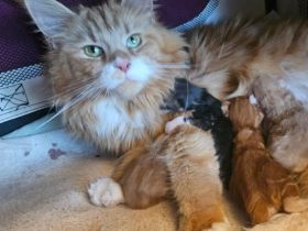 Maine Coon mit Stammbaum