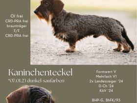 Deckrüde Rauhaar Kaninchenteckel