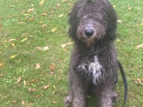 Bergamasker Barbet Mix Doodle Bergamasco Franz. Wasserhund Bergadoodle hypoallergen nicht haarend