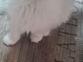 Perser Bkh mix Kater baby