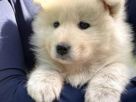 Samojeden Welpen abzugeben ab 05.05.25