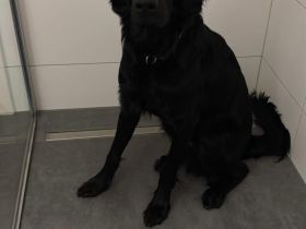 Junger Retriever Hund