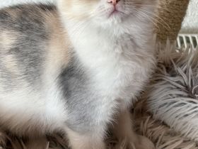 Süsses BKH Kitten dreifarbig mit Stammbaum darf ausziehen