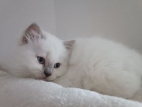 Britisch langhaar Kitten