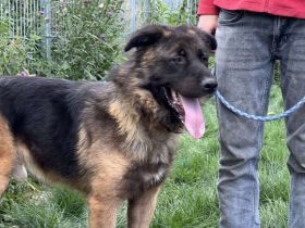 Unsicherer Ares sucht erfahrenes Zuhause