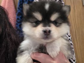 Pomsky F2/F3 Welpen 6 Wochen jung 6/8 Kilo kniehoch