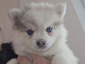 Auszugsbereit Pomsky Welpen Minihusky blaue Augen