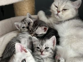 Süße Britisch-Kurzhaar - Russisch-Blau Kitten abzugeben