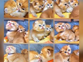 Bkh kitten in golden shaded und shell sind da!!!!!!!