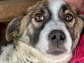 Lincoln, super freundlicher Hund, der die menschliche Aufmerksamkeit liebt, 1 Jahr, 37 cm