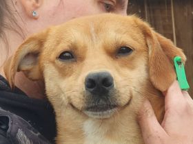 Pumuckl, sanfter aber sehr sozialer Junghund sucht liebevolles Zuhause, 1 Jahr, 41 cm