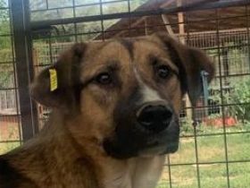 Kasper, toller Best-Buddy sucht seinen menschlichen Counterpart, 4 Jahre, 62 cm