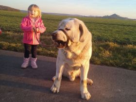 Alabei/ Ostasiatischer Schäferhund