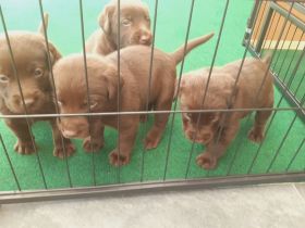 Verkaufen 7 wunderschöne Labrador Welpen