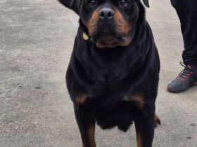 Rottweilerhündin abzugeben