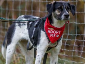 Wer hat ein warmes Körbchen für Diana?