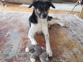 Wer hat ein warmes Körbchen für Diana?