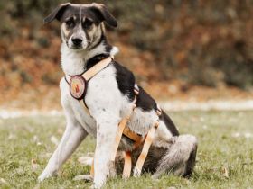 Wer hat ein warmes Körbchen für Diana?