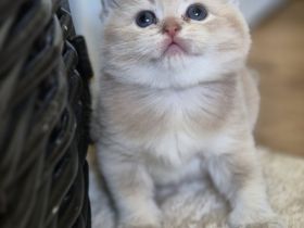 BKH Kitten mit Stammbaum!