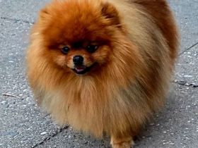 Pomeranian-Deckrüde