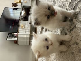 Katzen Türkisch Angora