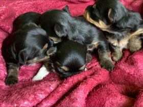 Yorkimädels suchen ein zu Hause