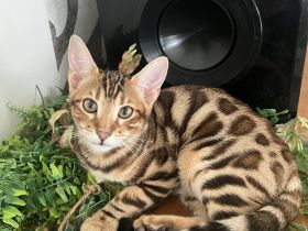 Bengalen Kitten
