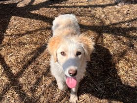 Alma- Süße Hündin sucht ihr Für-Immer 🏡 💞