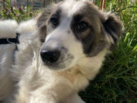 Carlita- süßer und liebevoller Rüde sucht sein Plätzchen zum kuscheln🐶🩵