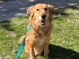 Bobby- verspielter Hund sucht sein Lieblingsplätzchen🥰🩵