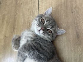 Bkh Katze Kater Katzen kitten weiß grau britisch kurzhaar